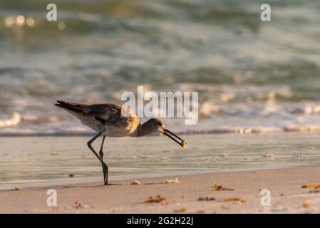 A willet cerca il cibo nel surf al Gulf Island National Shoreline vicino Pensacola, Florida, il 10 giugno 2021. Foto Stock