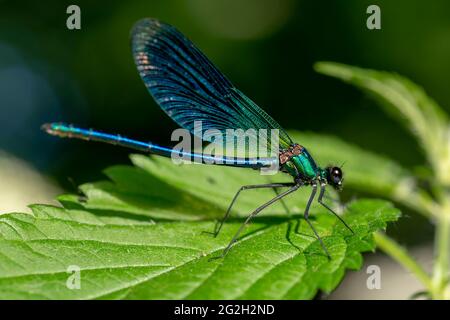 Calopteryx virgo , bella Dasselfly , Calopterygidae , Dragonfly poggiante sulla foglia verde di ortica pungente (Urtica dioica). Primo piano. Selettivo Foto Stock