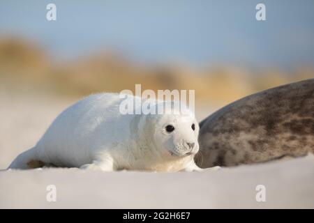 Guarnizione grigia su Heligoland. Foto Stock