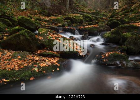 Il piccolo senza nella foresta bavarese NP. Foto Stock