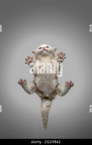 vista dal basso verso l'alto o vista dal basso del piccolo gattino britannico shorthair giacente su vetro invisibile con spazio di copia e sparso gambe e zampe Foto Stock