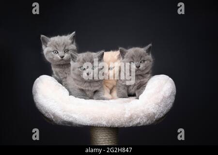 gruppo di diversi colorati curiosi gattini inglesi shorthair seduti su graffiare post fianco a fianco guardando la fotocamera su sfondo grigio con spazio di copia Foto Stock