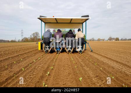 Welver, Soest District, Sauerland, Renania Settentrionale-Vestfalia, Germania - coltivazione di ortaggi, lavoratori sul campo su una piantatrice mettere le piante di cavolo bianco nel campo fresco coltivato. Foto Stock