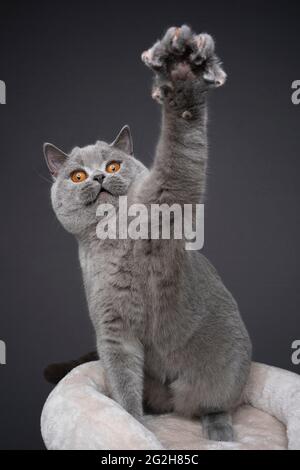 gatto shorthair britannico blu seduto su letto di palla graffiante riproduzione in salita con zampa su sfondo grigio con copia spazio Foto Stock