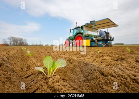 Welver, Soest District, Sauerland, Renania Settentrionale-Vestfalia, Germania - coltivazione di ortaggi, lavoratori sul campo su una piantatrice mettere le piante di cavolo bianco nel campo fresco coltivato. Foto Stock