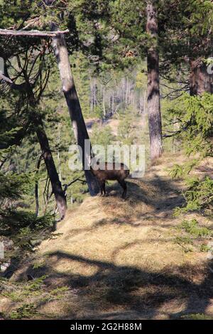 Camosci sul lato della strada nella Hüttlebachklamm vicino a Krün, Monti Karwendel, Werdenfelser Land, alta Baviera, Baviera, Germania, Valle d'Isar, Alpenwelt Karwendel Foto Stock