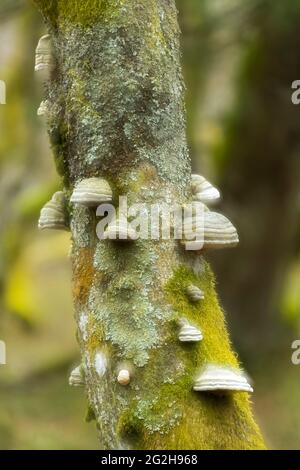 Atmosfera magica nella foresta vicino a la Schlucht, tronco con funghi, lichene e muschio, doppia esposizione, Francia, Regione Grand Est, Vosgi Foto Stock