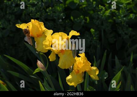 3 herrlich blühende gelbe Sumpf-Schwertlilien (Iris pseudacorus) im Blumenbarbabietola Foto Stock