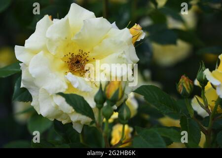 Heilpflanze Rose - rosa - mit herrlicher Rosenblüte als Zeichen der Liebe und Freundschaft und war Grundstock der europäischen Gartenkultur, Foto Stock