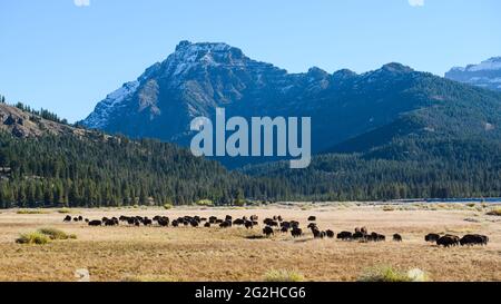 Una mandria di bisonti si muove attraverso la Lamar Valley nel Parco Nazionale di Yellowstone in una giornata autunnale sotto un cielo blu chiaro Foto Stock