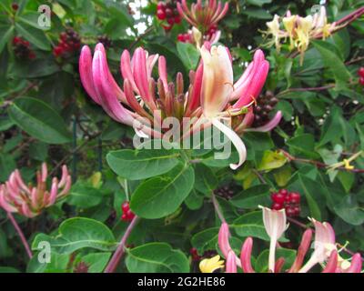 Lonicera caprifolium, legno italiano, latticello di miele perfoliato, latticello di miele di capra, latticello di miele italiano, primo piano in fiore Foto Stock