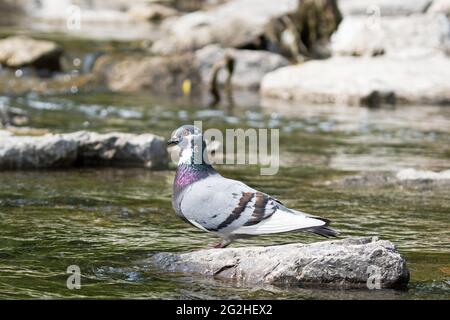 Feral Pigeon, Rock dove, (Columba livia domestica), uccello della città colomba arroccato su una roccia Foto Stock