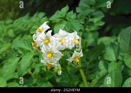 Fiori di patate (Solanum tubersosum) Foto Stock