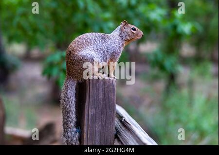 Uno scoiattolo curioso presso il Riverside Walk Trail nello Zion National Park, Utah, USA Riverside Foto Stock