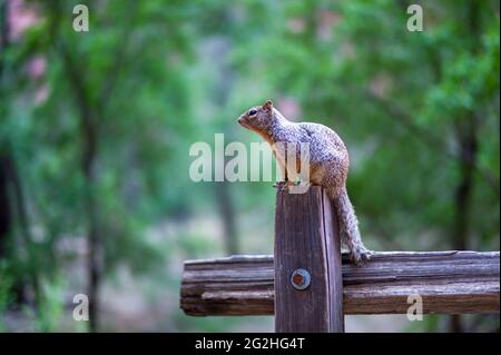 Uno scoiattolo curioso presso il Riverside Walk Trail nello Zion National Park, Utah, USA Riverside Foto Stock