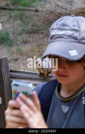 Ragazzo con smartphone e uno scoiattolo curioso al Riverside Walk Trail a Zion National Park, Utah, Stati Uniti Foto Stock