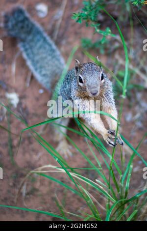 Uno scoiattolo curioso presso il Riverside Walk Trail nello Zion National Park, Utah, USA Riverside Foto Stock