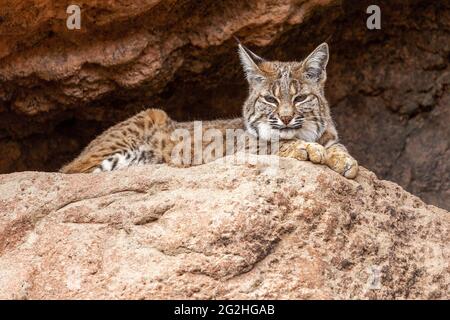 Bobcat che riposa nell'ombra Closeup. Bobcat riposa all'ombra all'ingresso di una Grotta e osserva il suo territorio. Foto Stock