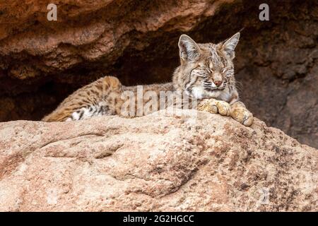 Bobcat dormendo all'ombra Closeup. Il bob americano dorme all'ombra all'ingresso di una grotta. Foto Stock