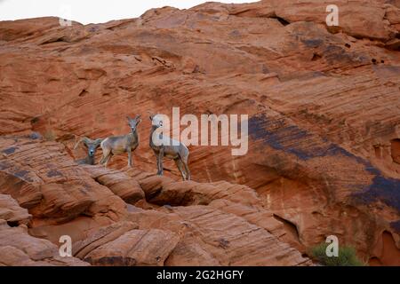 Tre pecore di bighorn del deserto (Ovis canadensis nelsoni) sulle rocce nel Valley of Fire state Park, Nevada, USA Foto Stock