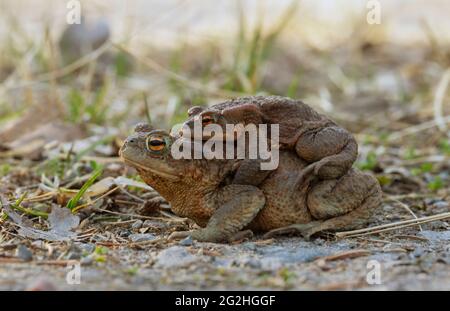 Coppia di punte comuni, Bufo bufo Foto Stock
