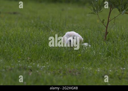 Golden Retriever cuccioli giocando in un verde erba feild. Foto Stock