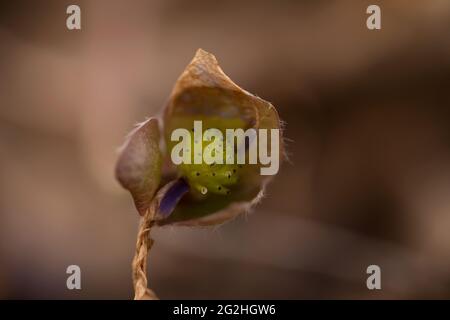 Primo piano di anemone hepatica nut (Hepatica nobilis), hepatica comune, kidneywort, liverwort, Pennywort, Finlandia Foto Stock