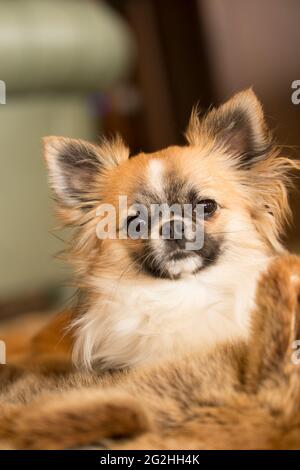 Chihuahua dai capelli lunghi, colorata con macchie bianche, rilassante su un bearskin, guardando la macchina fotografica Foto Stock