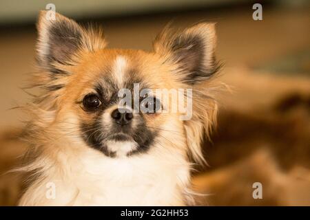 Chihuahua dai capelli lunghi, sable colorato con segni bianchi, guardando la macchina fotografica, ritratto del cane Foto Stock