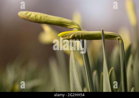 Gemme di narcisi, primavera iniziale, aprile Foto Stock