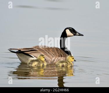 Canadian Goose con bambini gosling nuotare nel loro ambiente e habitat e godersi la sua giornata. Canada Geese immagine. Immagine. Verticale. Foto. Foto Stock