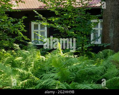 Fern di fronte a casa di legno a Leipe, Innerer Spreewald vicino a Lübbenau, Riserva della Biosfera, Brandeburgo, Germania Foto Stock