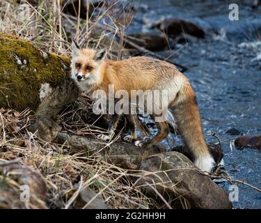 Red Fox primo piano profilo vista laterale dal fiume con sfondo sfocato acqua e muschio laterale roccia il suo ambiente e habitat. Immagine FOX. Immagine. Foto Stock