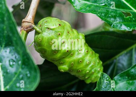 Crude di frutta Noni con foglie verdi. Grande morinda, mulatto indiano, Morinda citrifolia Foto Stock