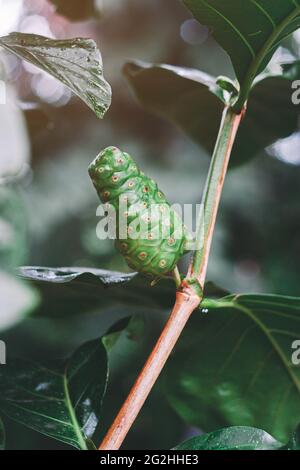 Crude di frutta Noni con foglie verdi. Great morinda,Indian Mulbery,Morinda citrifolia.retro film color style Foto Stock