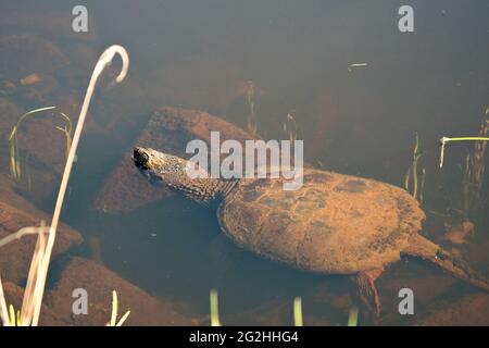 La tartaruga che si snocce nell'acqua nebbiosa mostra collo lungo, testa, guscio di tartaruga, zampe nel suo ambiente e habitat circostante. Immagine tartaruga. Immagine. Foto Stock