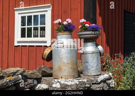 Vecchie lattine di latte con fiori, Svezia, isola di Öland Foto Stock