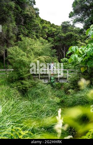 Cook's Cove a Tolaga Bay, trekking alla baia, Captain Cook ha interrotto il suo viaggio nel 1769 per riparare l'impresa e prendere forniture fresche a bordo., Gisborne District, Isola del Nord Nuova Zelanda Foto Stock