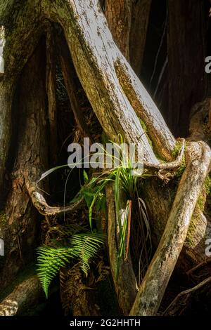 Fern cresce su tronco d'albero nella giungla sul Lago Waikareiti nel te Urewera National Park, Isola del Nord, Nuova Zelanda Foto Stock