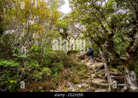 Picco di valanghe, 1833 m. Faticosa escursione fino alla vetta più famosa del Parco Nazionale di Arthur's Pass. Isola del Sud, Nuova Zelanda Foto Stock