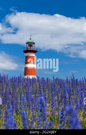 Faro När, campo con teste sommari fiorite blu, su Närsholmen, penisola nel Gotland orientale, Svezia, Isola di Gotland Foto Stock