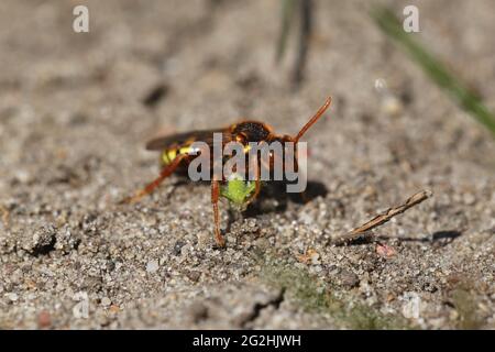 Femmina dell'ape nomade di Lathbury (Nomada lathburiana) in una colonia di api di sabbia salice (Andrena vaga) Foto Stock