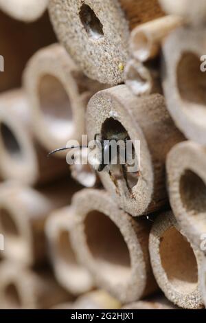 Maschio dell'ape di muratore rosso (Osmia bicornis) sull'aiuto di nidificazione fatto di tubi di bambù Foto Stock