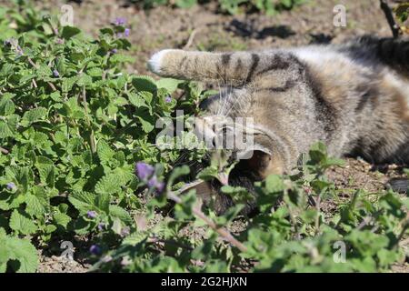 Rotoli di gatti domestici in catnip nana (Nepeta racemosa 'Little Titch') Foto Stock