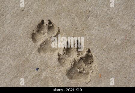 La zampa del cane stampa sulla sabbia bagnata sulla spiaggia Foto Stock