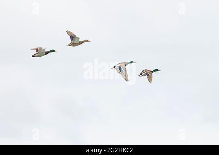 Mallard, anatra, Anas platyrhynchos, quattro, vola Foto Stock