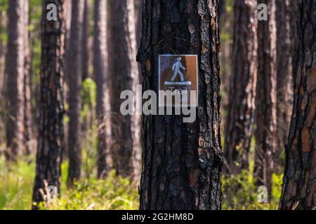 Un percorso naturalistico attraverso un boschetto di pini danneggiati dal fuoco è contrassegnato da un cartello presso la Weeks Bay National Equestuarine Research Reserve vicino a Fairhope, Alab Foto Stock