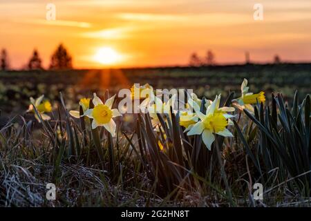 Ogni anno in primavera, i prati del Giura svizzero diventano gialli quando fioriscono centinaia di migliaia di narcisi. Foto Stock