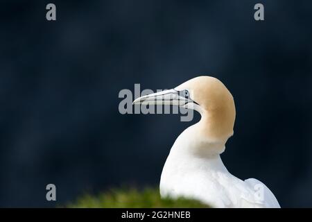 Gannet settentrionale sulle scogliere della riserva naturale di Hermaness, Isola di Unst, Scozia, Isole Shetland Foto Stock