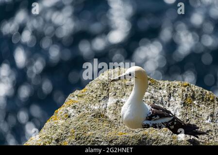 Gannet settentrionale sulle scogliere della riserva naturale di Hermaness, Isola di Unst, Scozia, Isole Shetland Foto Stock